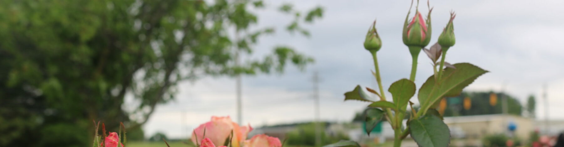 Picture of pink roses at Wilson Rose Garden in Wilson, NC - Discover Wilson