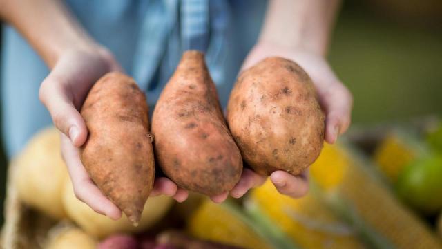 Discover Wilson Sweet Potatoes